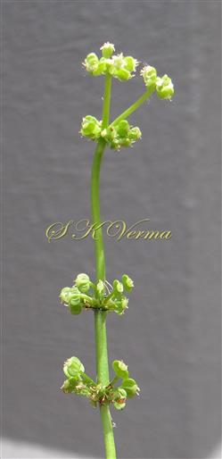  Inflorescence